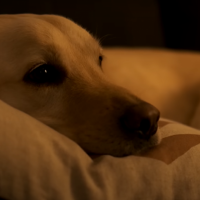 What happened to Ollie?