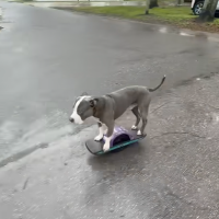 Skateboard Fun