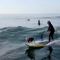 Let's go surfin'