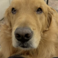 Human in retriever costume