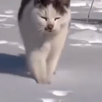 Cat blazes the trail