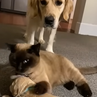 Exhausted mama dog lets kitty take over 