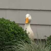Can a duck rescue a dog?