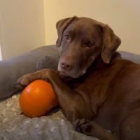 Finding love in a pumpkin patch