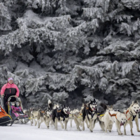 Living the wild sled dog dream