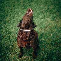Dog singing contest