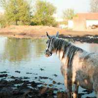 Lead a horse to water even if they don't drink