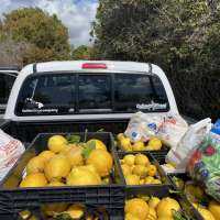 Local crew will harvest your fruit trees