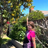 How To Assess A Fruit Tree Before Harvesting It
