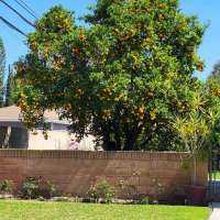 Happy Harvesters tree picking event