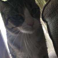 Pic of my cat.