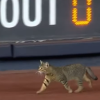 Acrobatic cat stops a New York Yankees game