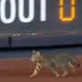 Acrobatic cat stops a New York Yankees game