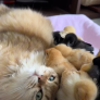 Baby chicks choose a cat over their parents