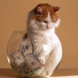 Savings Grace's picture