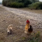 A cat and a rooster take a hike...