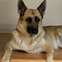 Doggieland's picture